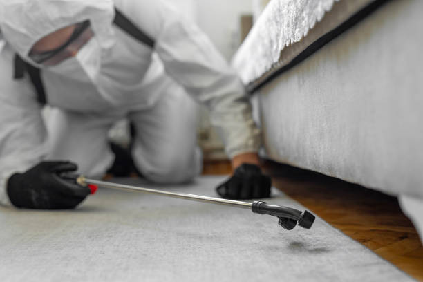 Professional Bed Bug Control technician working in Rockingham County County, NH